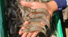 Indonesian Seafood Industry