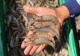 Indonesian Seafood Industry