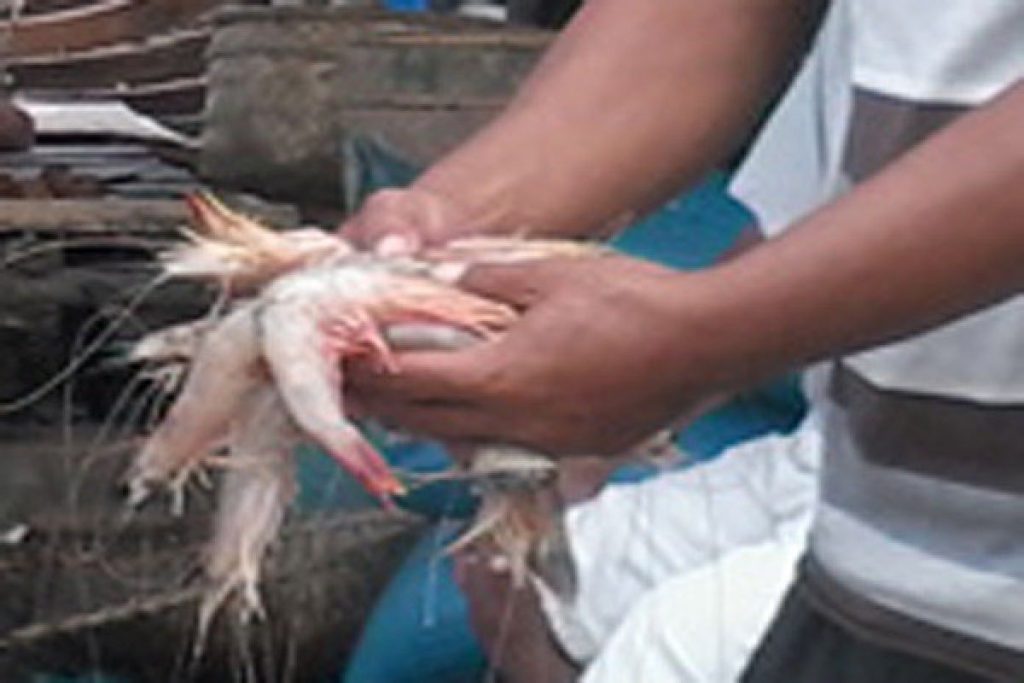 Indonesian Seafood Industry
