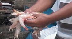 Indonesian Seafood Industry