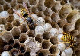 Radioactive Wasp Nest