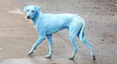 Strange Blue Dog