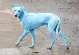 Strange Blue Dog